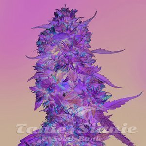 LSD - BARNEY’S FARM