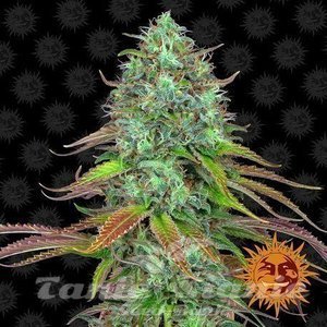 LSD Auto - BARNEY'S FARM