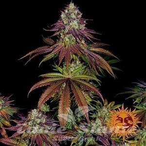 Mimosa EVO - BARNEY'S FARM