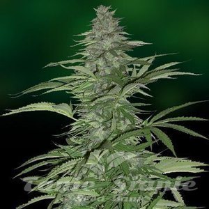 BARNEY’S FARM - Morning Glory