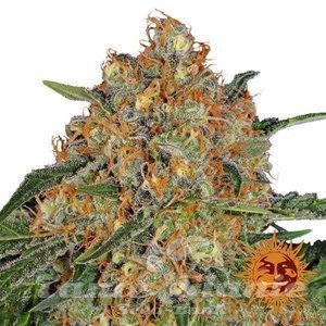 Orange Sherbert - BARNEY'S FARM