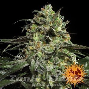 Peyote Cookies - BARNEY'S FARM