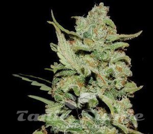 Peyote Critical - BARNEY'S FARM