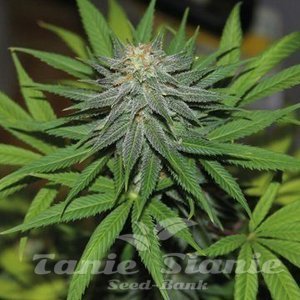 Pineapple Express Auto - BARNEY’S FARM