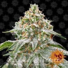 Pink Kush - BARNEY'S FARM