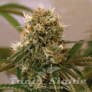Red Cherry Berry - BARNEY’S FARM