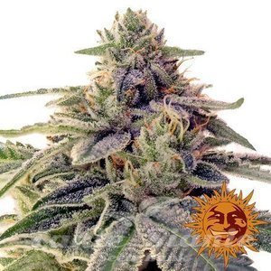 SHISKABERRY - BARNEY'S FARM