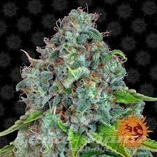 BARNEY’S FARM - Strawberry Lemonade