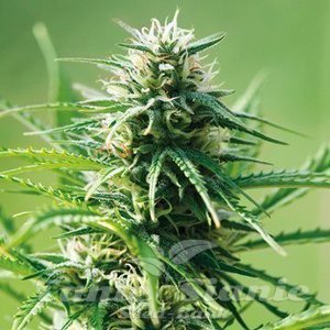 BARNEY’S FARM - Sweet Tooth
