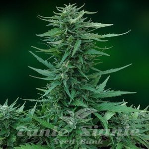 BARNEY’S FARM - Sweet Tooth Auto