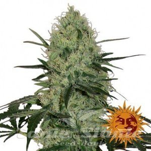 Tangerine Dream Auto - BARNEY'S FARM