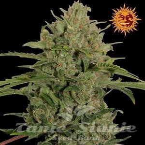 Triple Cheese - BARNEY'S FARM