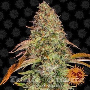 Zkittlez OG Auto - BARNEY'S FARM
