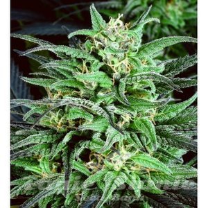 Biddy Early #2 Fast - BIOGENETIC