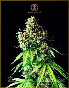 Big Bubble - ANACONDA SEEDS