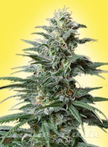 Big Bud Auto