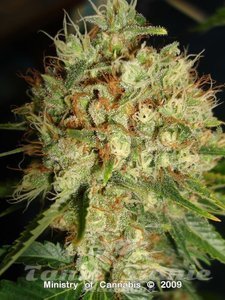 Big Bud Auto - BIOGENETIC