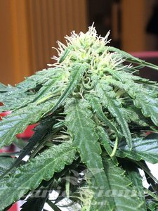 Big Devil #2 Auto - BIOGENETIC