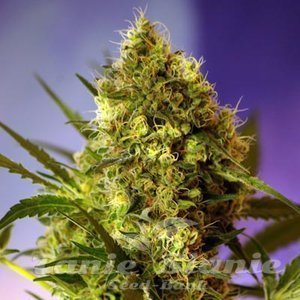 Big Devil Auto - BIOGENETIC