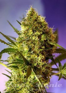 Big Devil Auto - SWEET SEEDS