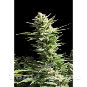 Biological Seeds - AMNESIA