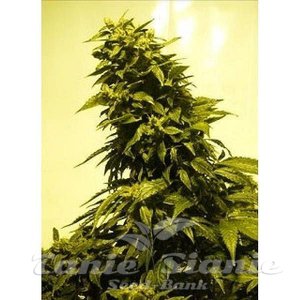 Biological Seeds - AUTO AK 47