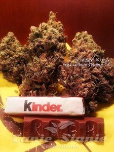 Kinder Kush - Biological Seeds
