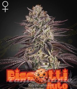 Biscotti Auto - GREEN HOUSE SEEDS