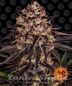Biscotti Mintz - BARNEY'S FARM