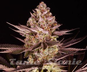 Biscotti Mintz - BIOGENETIC