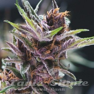 Black Cherry Punch - PYRAMID SEEDS
