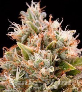 ! Blue Dream Auto