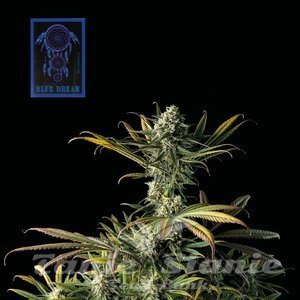 Nasiona Blue Dream - SEEDSMAN