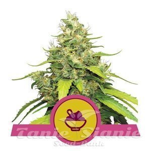 Nasiona Blue Gelato - ROYAL QUEEN SEEDS