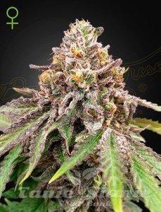 Nasiona Blue Haze x Gelato 41 Auto - GREEN HOUSE SEEDS