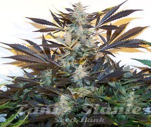 Blue Kush Auto 1+1