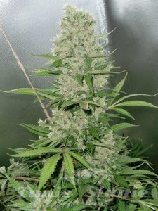 Blue Mazar Auto - BIOGENETIC
