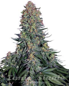 Nasiona Blue Skunk - SENSI SEEDS