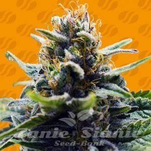 Blue Zushi - ORIGINAL SENSIBLE SEEDS