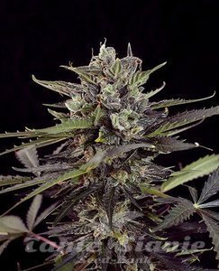 Blueberry Auto