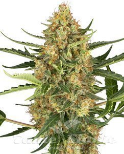 Nasiona Blueberry Bubblegum Auto - SENSI SEEDS
