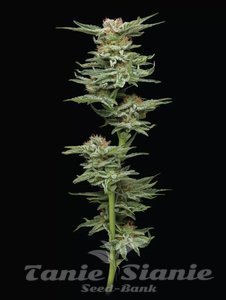 Blueberry Muffin - HUMBOLDT SEED COMPANY