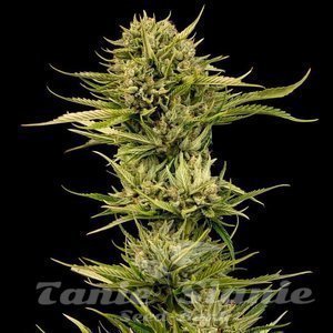 Nasiona Blueberry Pie F1 Fast - SEEDSMAN
