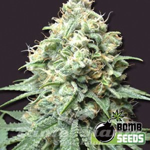 BOMB SEEDS - Kush Bomb