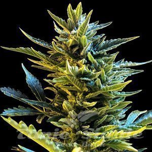 Nasiona Bride Cake Auto - G13 LABS