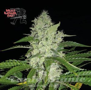 Nasiona Bruce Banger FAST - SEEDSMAN