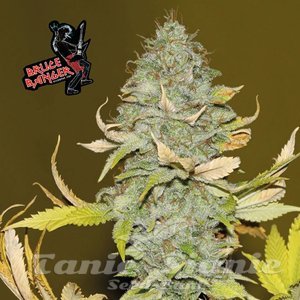 Nasiona Bruce Banger - SEEDSMAN