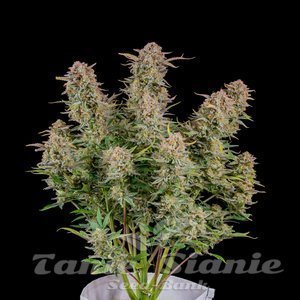 Bruce Banner Auto - FASTBUDS
