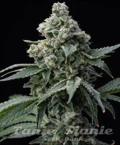 Bruce Banner - BARNEY'S FARM