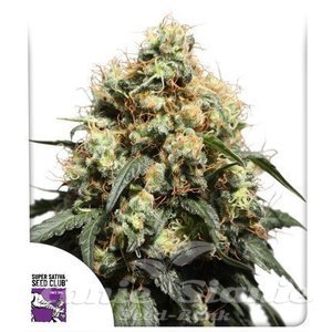 Bruce Lemon Diesel - DUTCH PASSION